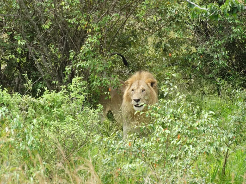 Löwe ruht im Schatten eines Baumes