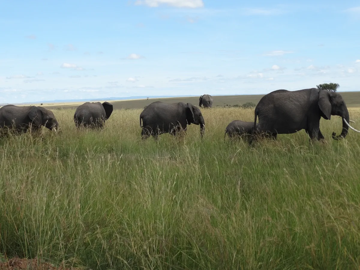 Elefantenherde durchquert die Savanne