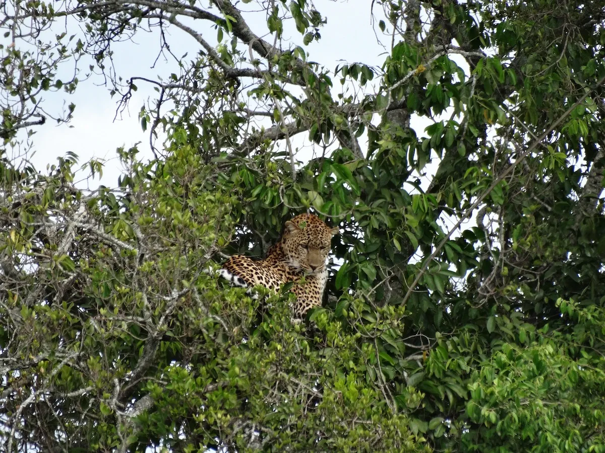 Ein Gepard auf einem Baum