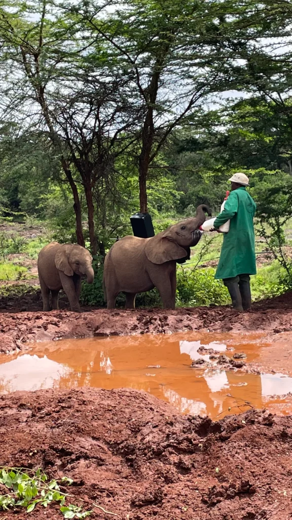 Elefantenbabys trinken